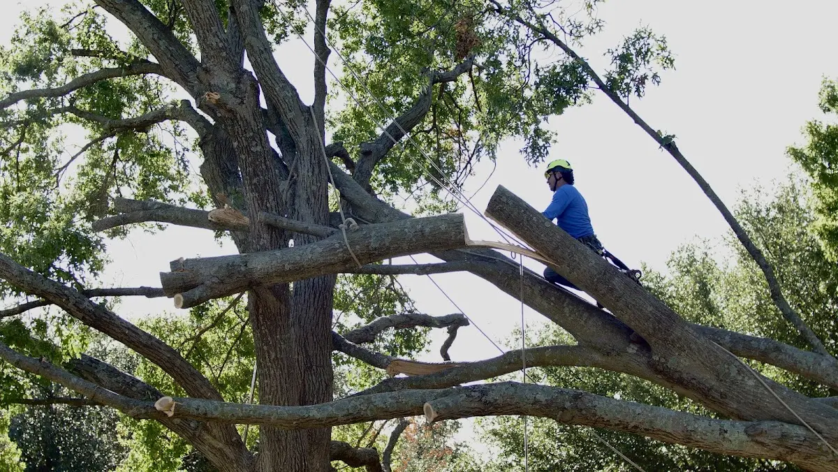 Professional Hazardous Tree Removal performed by certified arborists in Hampden